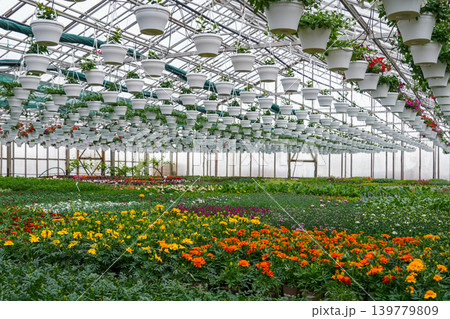 Commercial greenhouse filled with colorful flowers and hanging pots in modern plant nursery Commercial greenhouse filled with colorful flowers and hanging pots in modern plant nursery 139779809