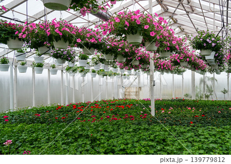 Pink flowering hanging baskets inside commercial greenhouse with blooming ornamental plants 139779812