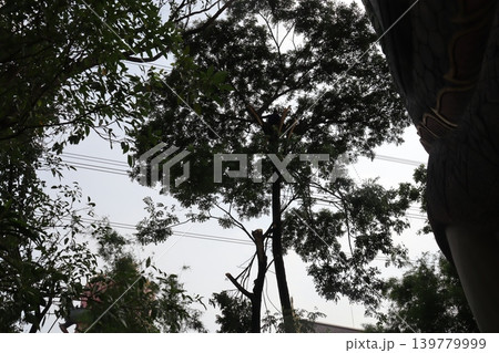 Urban Tree Canopy with Power Lines Urban Tree Canopy with Power Lines 139779999