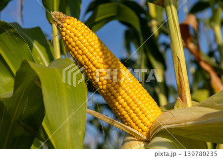 A yellow corn cob is growing on a stalk in a field under clear blue sky during the day with leaves surrounding it 139780235