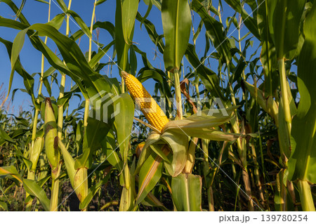Corn cob grows among tall green plants in a field with blue sky and bright sunlight. It is part of a healthy crop ready for harvest Corn cob grows among tall green plants in a field with blue sky and bright sunlight. It is part of a healthy crop ready for harvest 139780254