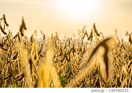 Soybeans are growing in a field during late summer with yellow leaves under a setting sun in the background Soybeans are growing in a field during late summer with yellow leaves under a setting sun in the background 139780255