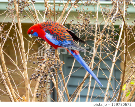 A Crimson Rosella Parrot sitting in a tree in the sunshine 139780672