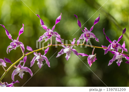 Pink orchid flowers macro stunning breathtaking dreamy ethereal luminous vibrant exotic botanical nature closeup soft sunlight gorgeous floral beauty spring blossom outdoor garden background wallpaper Pink orchid flowers macro stunning breathtaking dreamy ethereal luminous vibrant exotic botanical nature closeup soft sunlight gorgeous floral beauty spring blossom outdoor garden background wallpaper 139781209