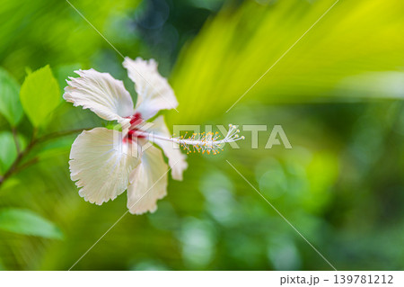 White hibiscus flower macro stunning breathtaking dreamy ethereal luminous vibrant exotic botanical nature closeup soft sunlight gorgeous floral beauty spring blossom outdoor garden background wallpap White hibiscus flower macro stunning breathtaking dreamy ethereal luminous vibrant exotic botanical nature closeup soft sunlight gorgeous floral beauty spring blossom outdoor garden background wallpap 139781212