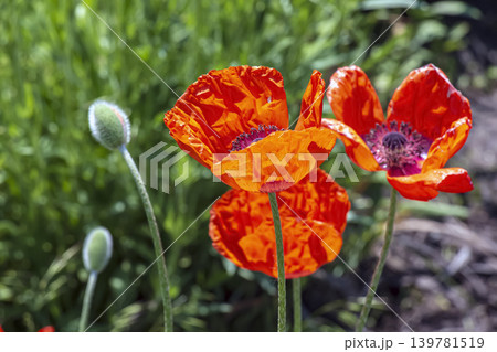 Oriental poppies with flowers and buds in garden Oriental poppies with flowers and buds in garden 139781519