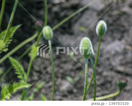 Close-up of oriental poppy buds before blooming Close-up of oriental poppy buds before blooming 139781520