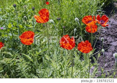 Group of oriental poppy flowers in sunny garden Group of oriental poppy flowers in sunny garden 139781521