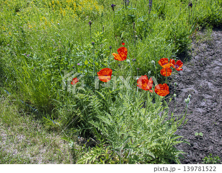 Oriental poppy flowers blooming in summer garden Oriental poppy flowers blooming in summer garden 139781522