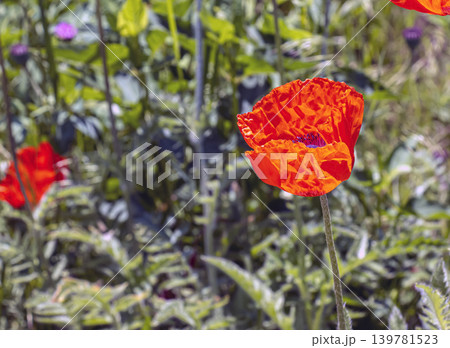 Close-up of bright oriental poppy flower Close-up of bright oriental poppy flower 139781523