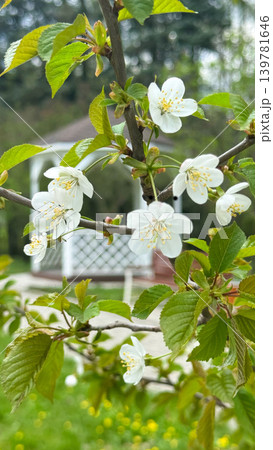 Spring Blossom Tree Branch in Urban Park 139781646