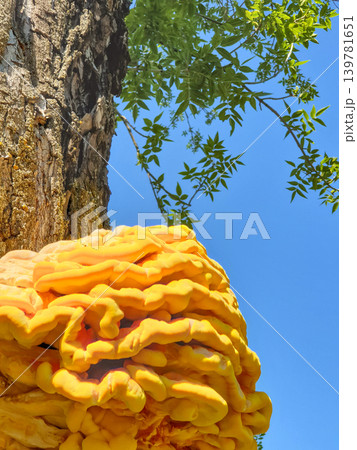 Yellow Shelf Mushroom Growing on Tree Trunk Against Blue Sky Yellow Shelf Mushroom Growing on Tree Trunk Against Blue Sky 139781651