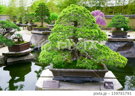 9655 盆栽 五葉松 BONSAI 9655 盆栽 五葉松 BONSAI 139781791