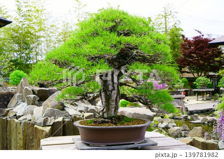 9657　盆栽　赤松　BONSAI 139781982