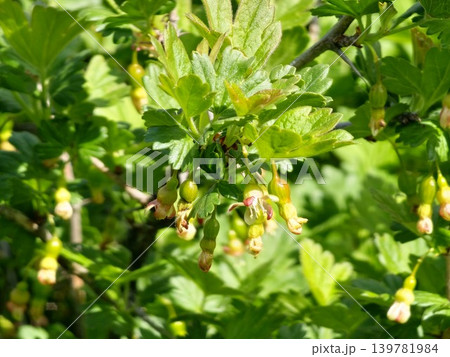 Flowering Gooseberry Branch with Young Developing Berries Flowering Gooseberry Branch with Young Developing Berries 139781984