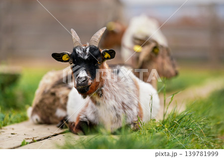 American Pygmy (Cameroon goat) resting on the ground, green grass near, another blurred animal background, closeup detail American Pygmy (Cameroon goat) resting on the ground, green grass near, another blurred animal background, closeup detail 139781999