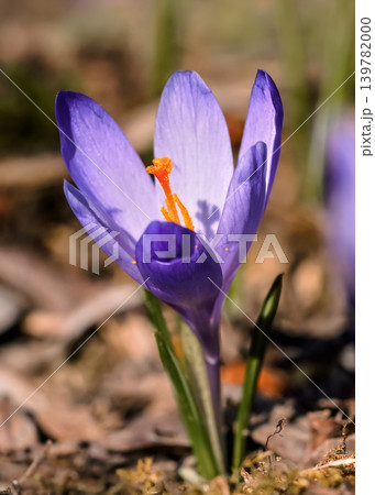 Sun shines on wild purple and yellow iris (Crocus heuffelianus / discolor)  flower growing in spring dry grass 139782000