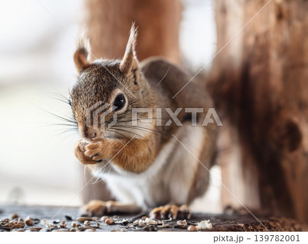 American red squirrel (Tamiasciurus hudsonicus) eating seeds, closeup detail American red squirrel (Tamiasciurus hudsonicus) eating seeds, closeup detail 139782001