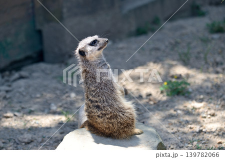 見つめるミーアキャット 139782066