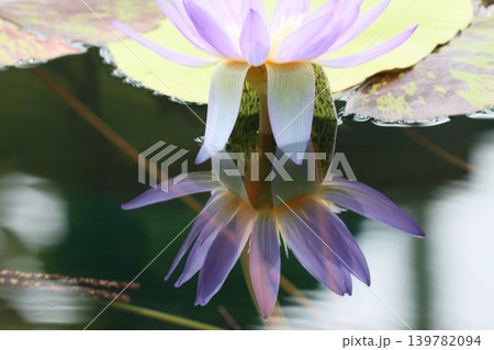 水中花ベールをまといて花開く 139782094
