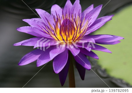 咲き誇る睡蓮の花静寂の中でー参 139782095