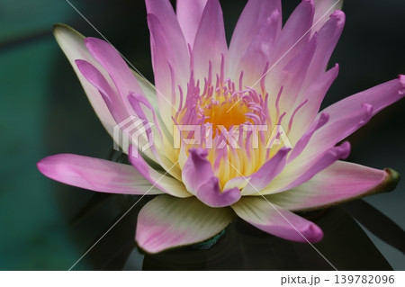 咲き誇る睡蓮の花静寂の中でー四 咲き誇る睡蓮の花静寂の中でー四 139782096