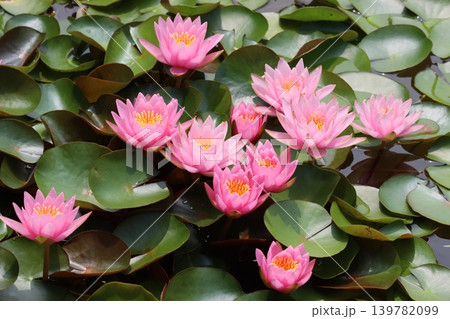 咲き乱れる睡蓮の花まばゆきー壱 139782099