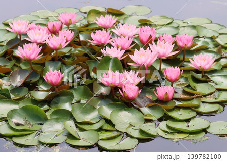 咲き乱れる睡蓮の花まばゆきー弐 139782100