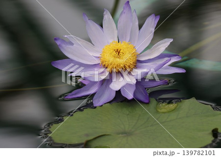 咲き誇る睡蓮の花静寂の中でー七 咲き誇る睡蓮の花静寂の中でー七 139782101