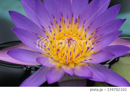 煌々と黄金のごとく睡蓮花 139782102