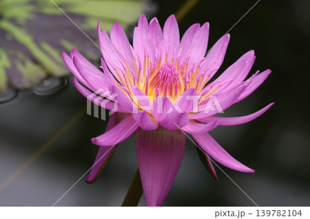 咲き誇る睡蓮の花静寂の中でー八 咲き誇る睡蓮の花静寂の中でー八 139782104