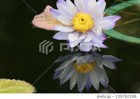 水中花暗闇の中で開く花涼し 139782106