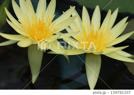 咲き誇る睡蓮の花静寂の中でー九 139782107