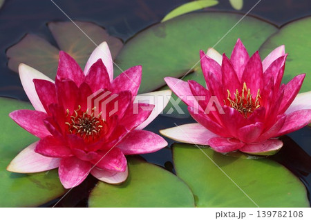 咲き誇る睡蓮の花静寂の中でー拾 咲き誇る睡蓮の花静寂の中でー拾 139782108