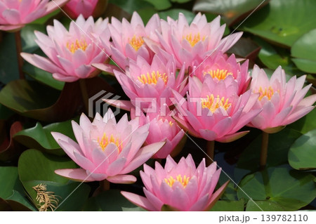 咲き乱れる睡蓮の花まばゆきー参 139782110