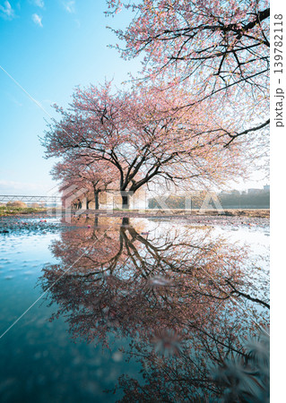 新川千本桜の河津桜と水たまりのリフレクション 新川千本桜の河津桜と水たまりのリフレクション 139782118