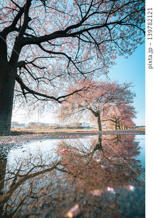 新川千本桜の河津桜と水たまりのリフレクション 新川千本桜の河津桜と水たまりのリフレクション 139782121
