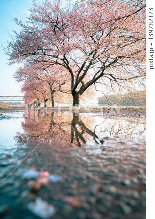 新川千本桜の河津桜と水たまりのリフレクション 新川千本桜の河津桜と水たまりのリフレクション 139782123