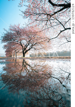 新川千本桜の河津桜と水たまりのリフレクション 新川千本桜の河津桜と水たまりのリフレクション 139782124