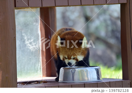 食事中のレッサーパンダ 139782128