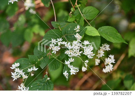 マルバウツギ Fuzzy deutzia マルバウツギ Fuzzy deutzia 139782207