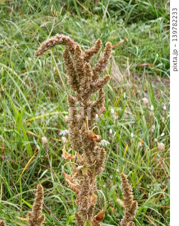 Dry Seed Inflorescence of Amaranthus retroflexus in Meadow Dry Seed Inflorescence of Amaranthus retroflexus in Meadow 139782233
