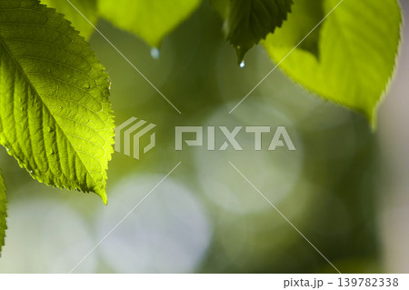 Close-up of beautiful fresh new shiny leaves of cherry tree with drops of dew glowing in summer sunlight on blurred bright green and white bokeh background. Beauty and protection of nature concept. Close-up of beautiful fresh new shiny leaves of cherry tree with drops of dew glowing in summer sunlight on blurred bright green and white bokeh background. Beauty and protection of nature concept. 139782338