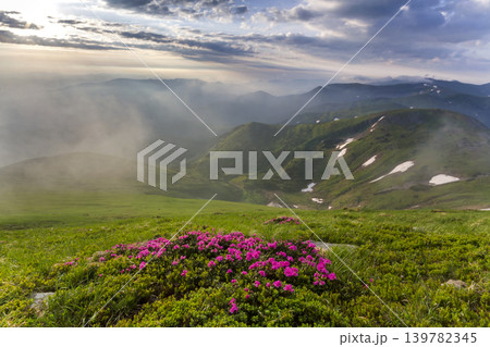 Lit by sun mountain slope with blooming pink flowers on foggy mountains with green grass and patches of snow background under bright blue cloudy sky. Ecology problems and beauty of nature concept. Lit by sun mountain slope with blooming pink flowers on foggy mountains with green grass and patches of snow background under bright blue cloudy sky. Ecology problems and beauty of nature concept. 139782345