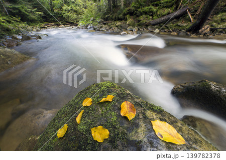 Long exposure shot of small fast flowing through wild green mountain forest river with crystal clear smooth silky water and bright yellow leaves on big wet boulders. Beautiful wildlife landscape. 139782378