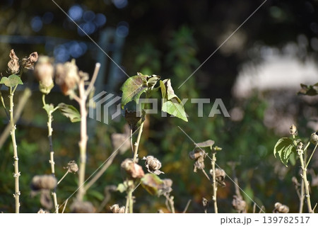 近年の猛暑で植物の異変が目立つ 近年の猛暑で植物の異変が目立つ 139782517