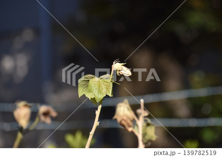 近年の猛暑で植物の異変が目立つ 近年の猛暑で植物の異変が目立つ 139782519
