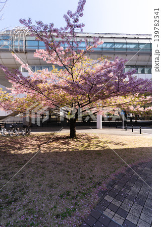 千葉都市モノレール県庁前駅と河津桜が彩る春の都川公園 千葉都市モノレール県庁前駅と河津桜が彩る春の都川公園 139782541