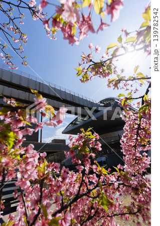 千葉都市モノレール県庁前駅と河津桜が彩る春の都川公園 千葉都市モノレール県庁前駅と河津桜が彩る春の都川公園 139782542