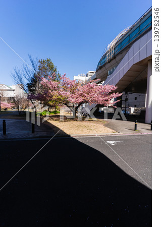 千葉都市モノレール県庁前駅と河津桜が彩る春の都川公園 千葉都市モノレール県庁前駅と河津桜が彩る春の都川公園 139782546